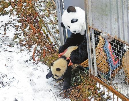 ȫ����ֻҰ����ѵ���ص�������è������Ϊ����