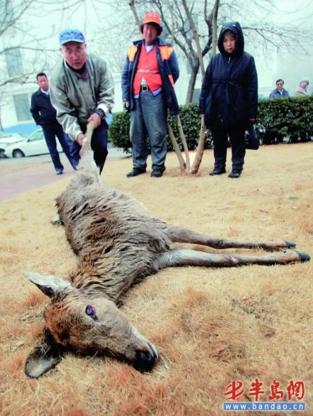 邹先生从海里打捞上来的梅花鹿.