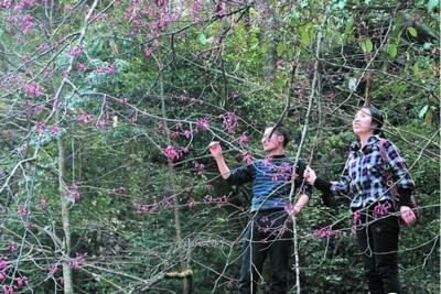 野樱桃开花了_新闻中心_新浪网