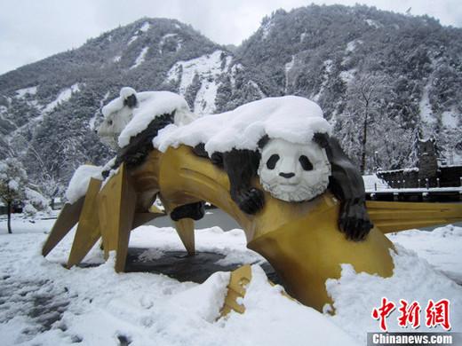 四川卧龙遭遇罕见暴雪 野生大熊猫觅食遇阻