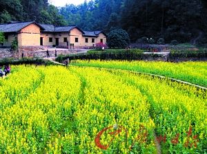 ��ɫ����������
