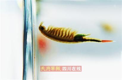 �Ĵ��㺺���﷢�������������