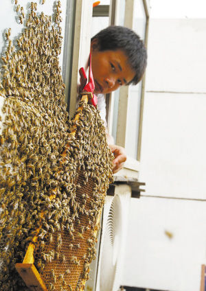 巨型蜂巢驻石家庄闹市 太平河边养蜂人拆弹
