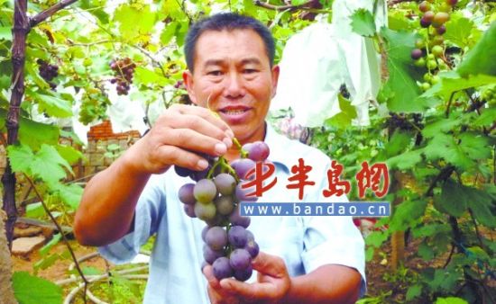 市场上充斥 山寨货 正宗宫家村葡萄却不好卖