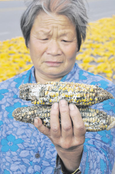 连绵秋雨后玉米霉变发芽农民心痛