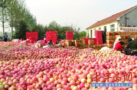 胶南 富硒 苹果丰收上市 日交易量达50吨以上