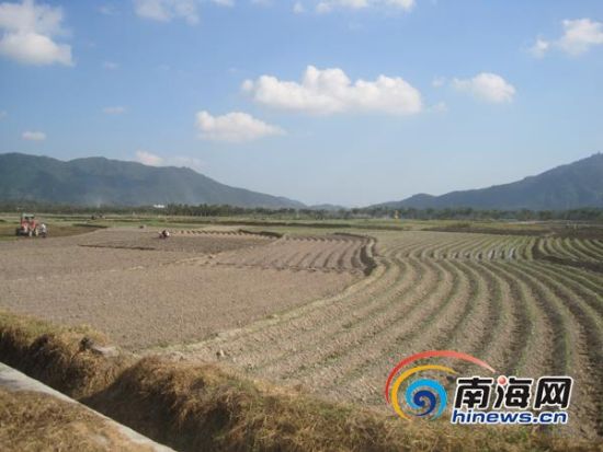 三亚天涯镇已种植冬季瓜菜7000亩 农民盼好价