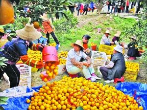 翁源果蔗价贱滞销 廉江红橙供不应求