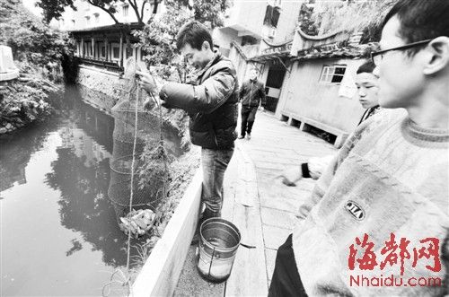 安泰河畔三男偷钓景观鱼