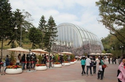 澳门大熊猫馆年初一至初七照常对外开放