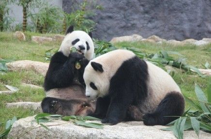 澳门大熊猫馆年初一至初七照常对外开放