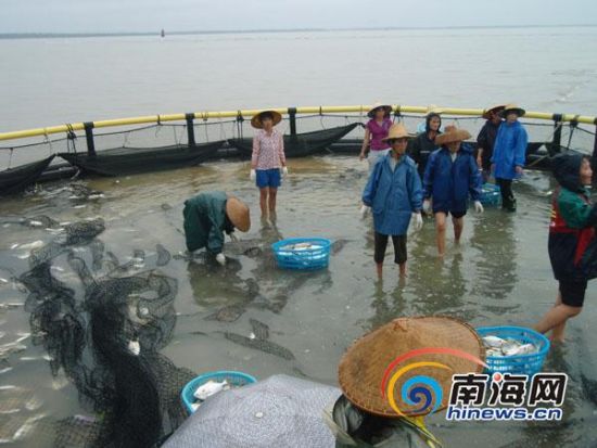 ���ֺ�ָ�������ˮ������ֳ�������ߵ������