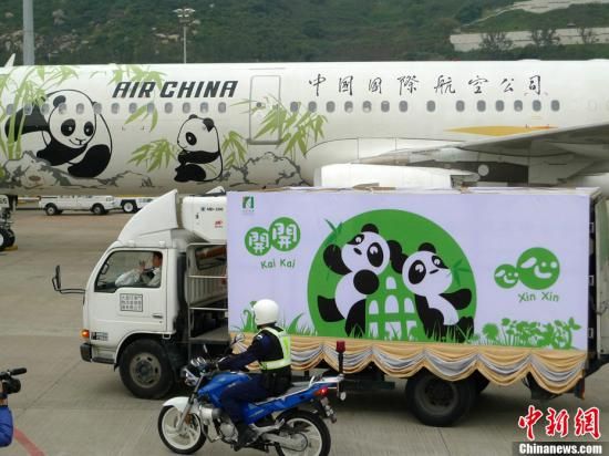 赠澳大熊猫"开开"和"心心"下月分居为繁殖准备