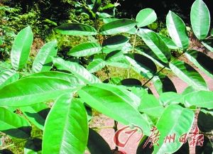 �������ľ���ð�ϸ������ɱ��