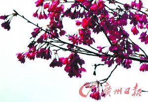 Ұ��ӣ��������ɽ