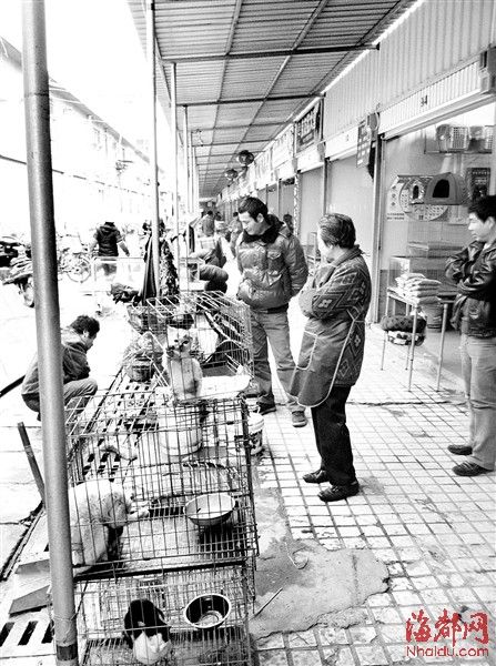 花鸟市场暗藏盗猫产业链