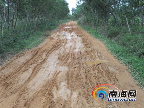 入村道路泥泞不堪(南海网记者高鹏摄)