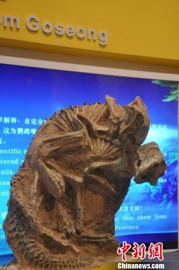 常州珍品恐龙化石展“龙之爱”历经亿万年首亮相