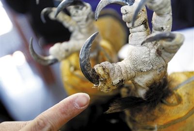 跨省救金雕_新闻中心_新浪网