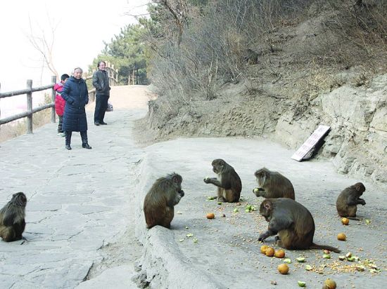 撒食两年引来20余只野生猕猴