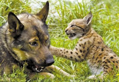 ����Ȯ��ɽè��Ӱ����