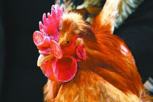 ��˼����