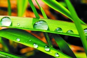 微距是美的春天是美的