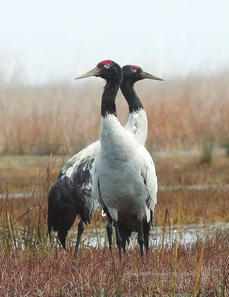 7ֻ�ھ��׷ɵ�������