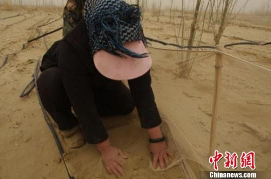 新疆兵团农二师遭遇强沙尘暴职工风沙中保春耕