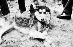 ɽ����ҧ���¼�����