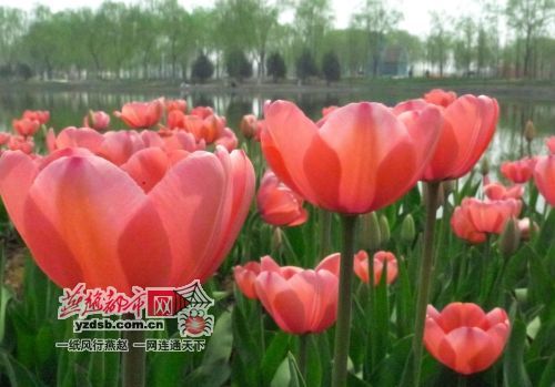 ʯ��ׯֲ��԰����������ģ������չ���ܿ�Ļ