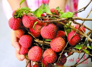 ��ݸ��֦��������