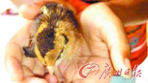 ĸ��ֱ������С��С����ȫ����������