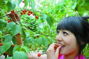 玉峰山的樱桃已红了BR/30元包你现场吃个够