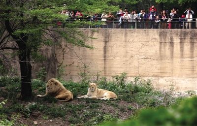 时间:4月30日   地点:北京动物园狮虎山