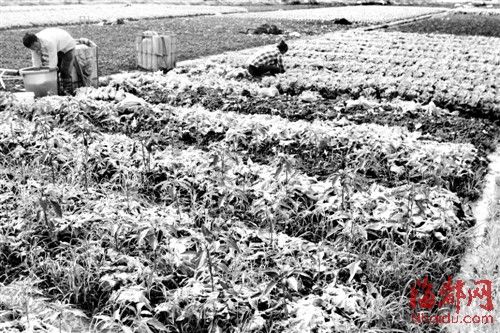 叶菜价格雨后普涨三成
