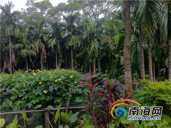 绿化宝岛行动:定安发展乡土珍稀树种带动经济