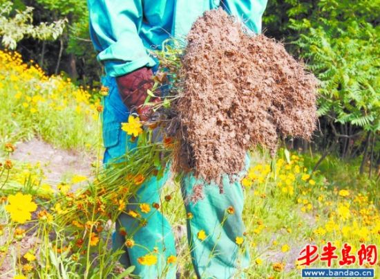 占山"杀手花"被斩草除根曾是青岛引进绿化植物