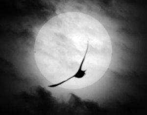 ���á��������ա�����