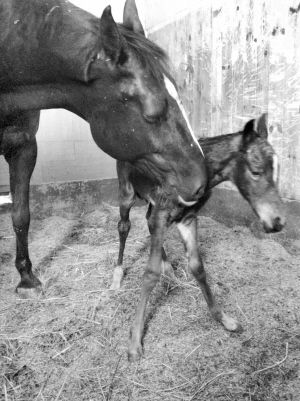 Ů�ﾯ�ӡ�������С����Ҫ����