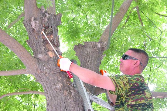 街边树木用上灭虫良药