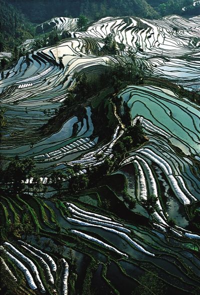 一碗米饭的情感重量(1)