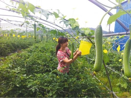 输入身份证号可查大白菜身世