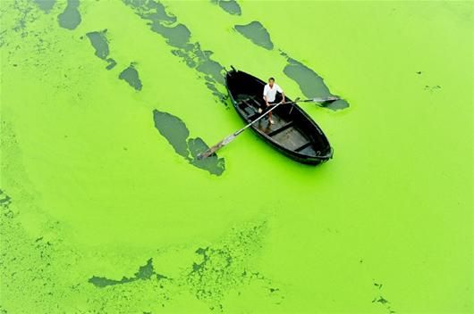 60平方公里蓝藻集聚巢湖