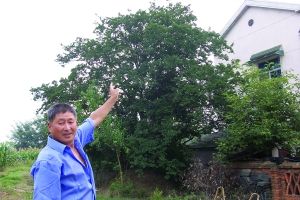 300岁紫荆花树30万都不卖已被列入古树保护名录