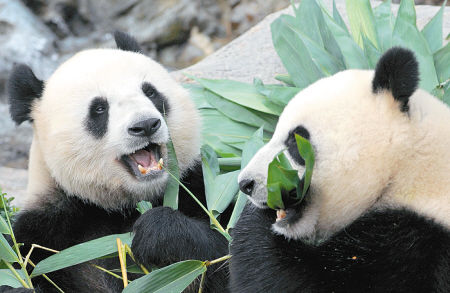 爱喝维他奶懂粤语英文