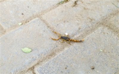 Ы�䱻����̳��ǧЫ����С��