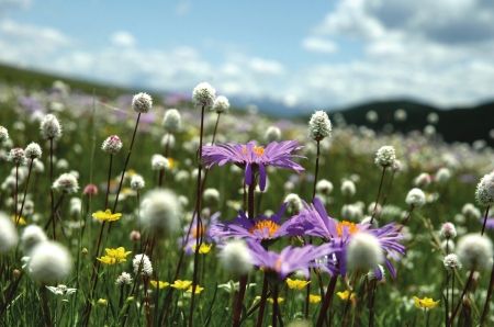 探秘花海驴友半路调头去红原