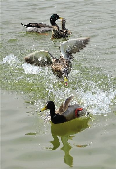 延庆300公里青山骑游画里(2)