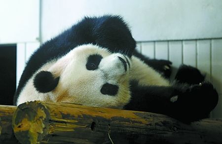 ���մ���è���������ϲ����